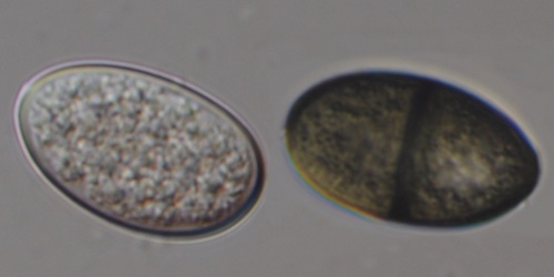 Podridão-das-maçãs