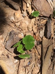 Rhynchosida physocalyx