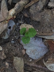 Rhynchosida physocalyx