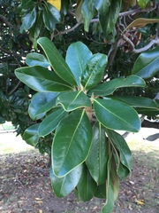 Magnolia grandiflora