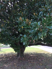 Magnolia grandiflora