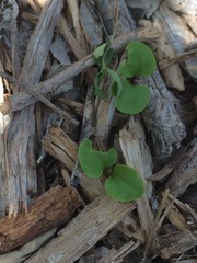 Rhynchosida physocalyx