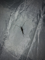 Mesomachilis