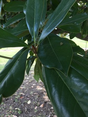 Magnolia grandiflora