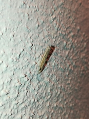 Fissicrambus profanellus