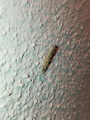 Fissicrambus profanellus