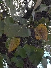 Populus deltoides