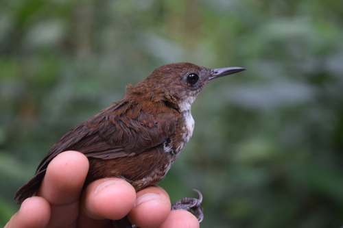 Southern Nightingale-Wren (Microcerculus marginatus), photo 6