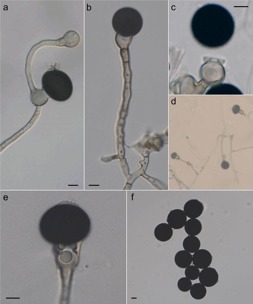 Nigrospora sphaerica · iNaturalist