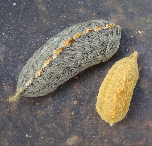 Southern Flannel Moth