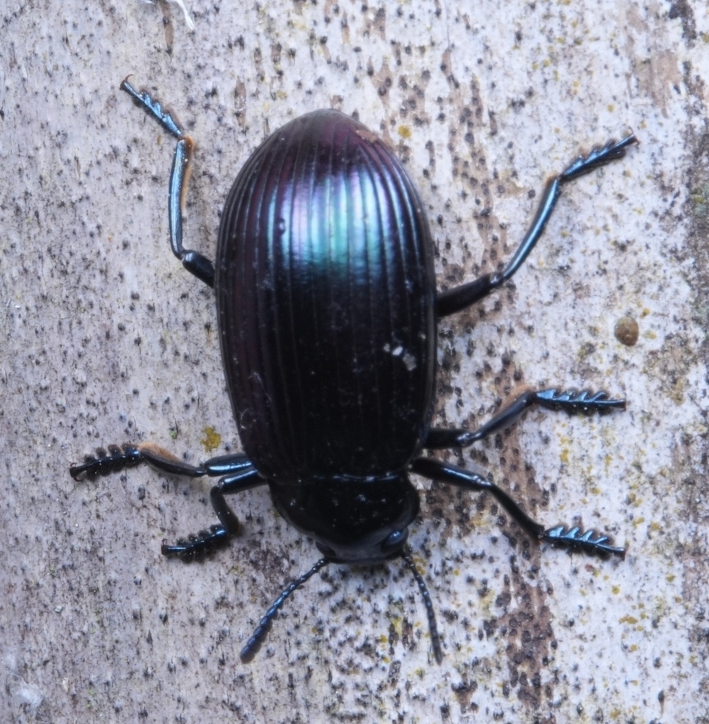 Platycrepis violaceus