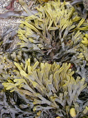 Fucus ceranoides