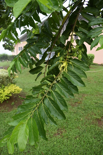 Ylang Ylang