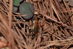 Latiblattella tarasca