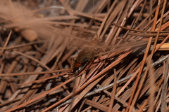 Latiblattella tarasca