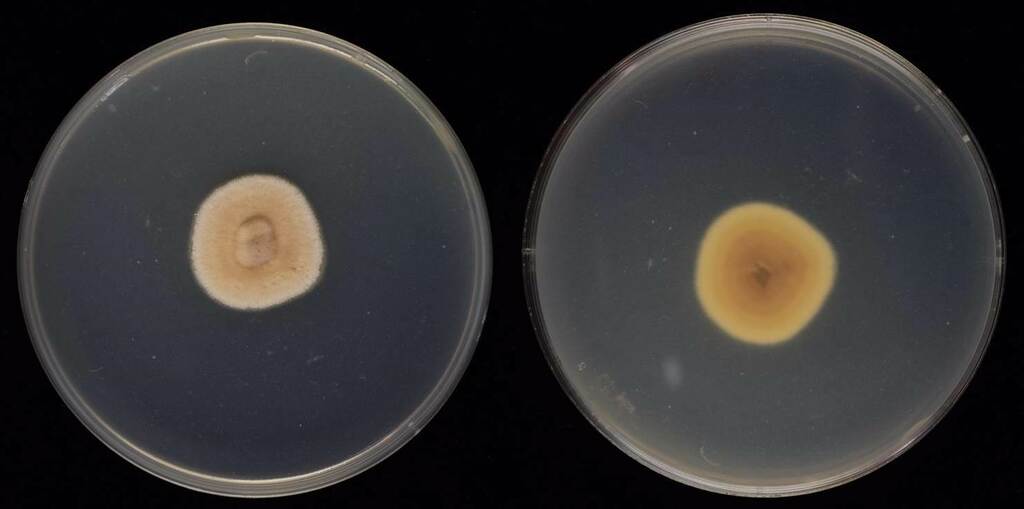 Phaeosphaeria oryzae