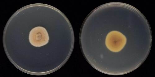 Phaeoseptoria