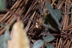 Latiblattella tarasca