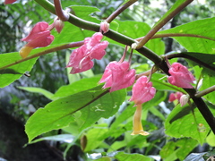 Drymonia strigosa