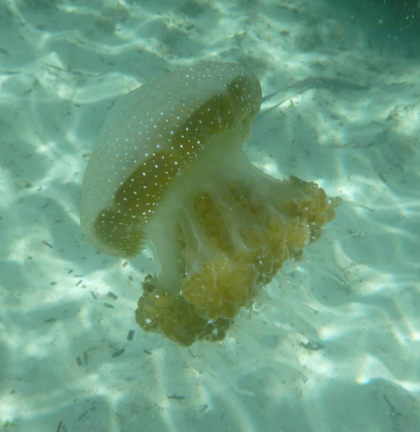 Phyllorhiza punctata<br>06 April, 2024