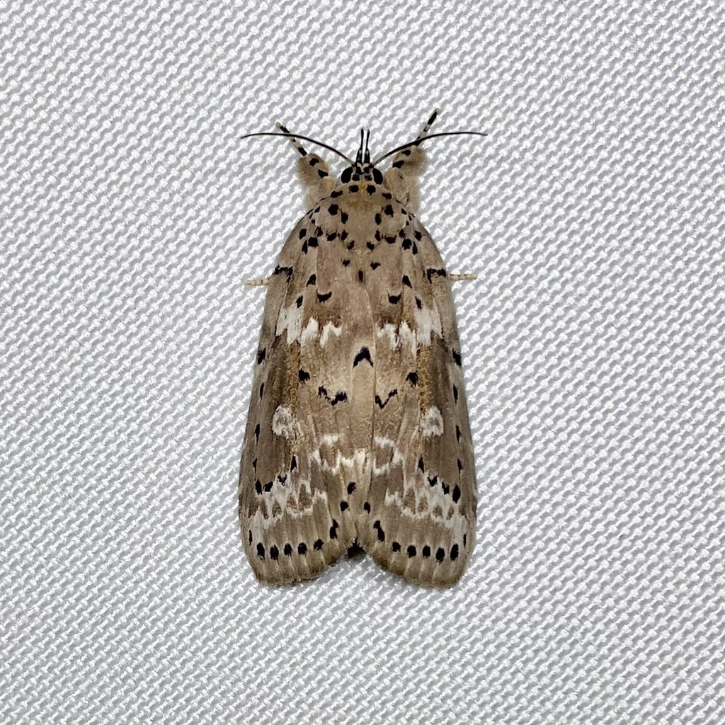 Eligma orthoxantha