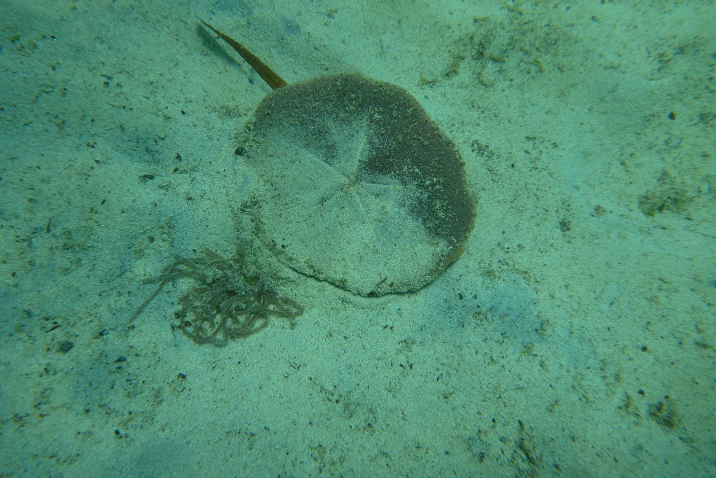 Pink Sand Dollar