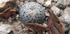 Mammillaria pectinifera