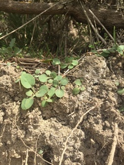 Trianthema portulacastrum
