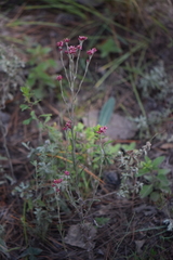 Pseudognaphalium roseum