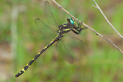 Cordulegaster obliqua