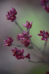 Pseudognaphalium roseum