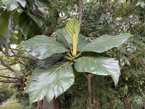 Artocarpus treculianus
