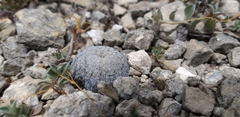 Mammillaria pectinifera