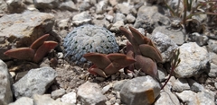 Mammillaria pectinifera