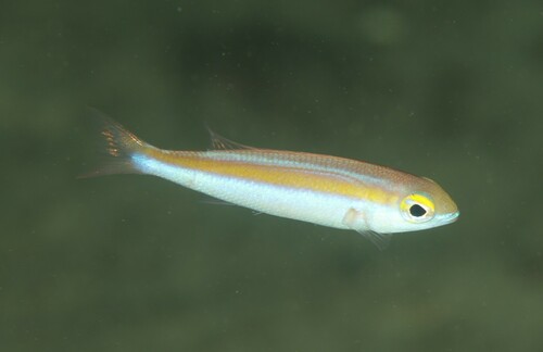 Japanese whiptail (Pentapodus nagasakiensis) — Nemipteridae — 4