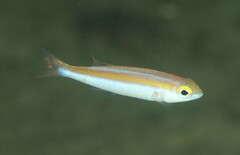 Japanese Whiptail photo 1