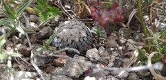Mammillaria pectinifera