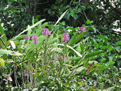 Epidendrum flexuosum