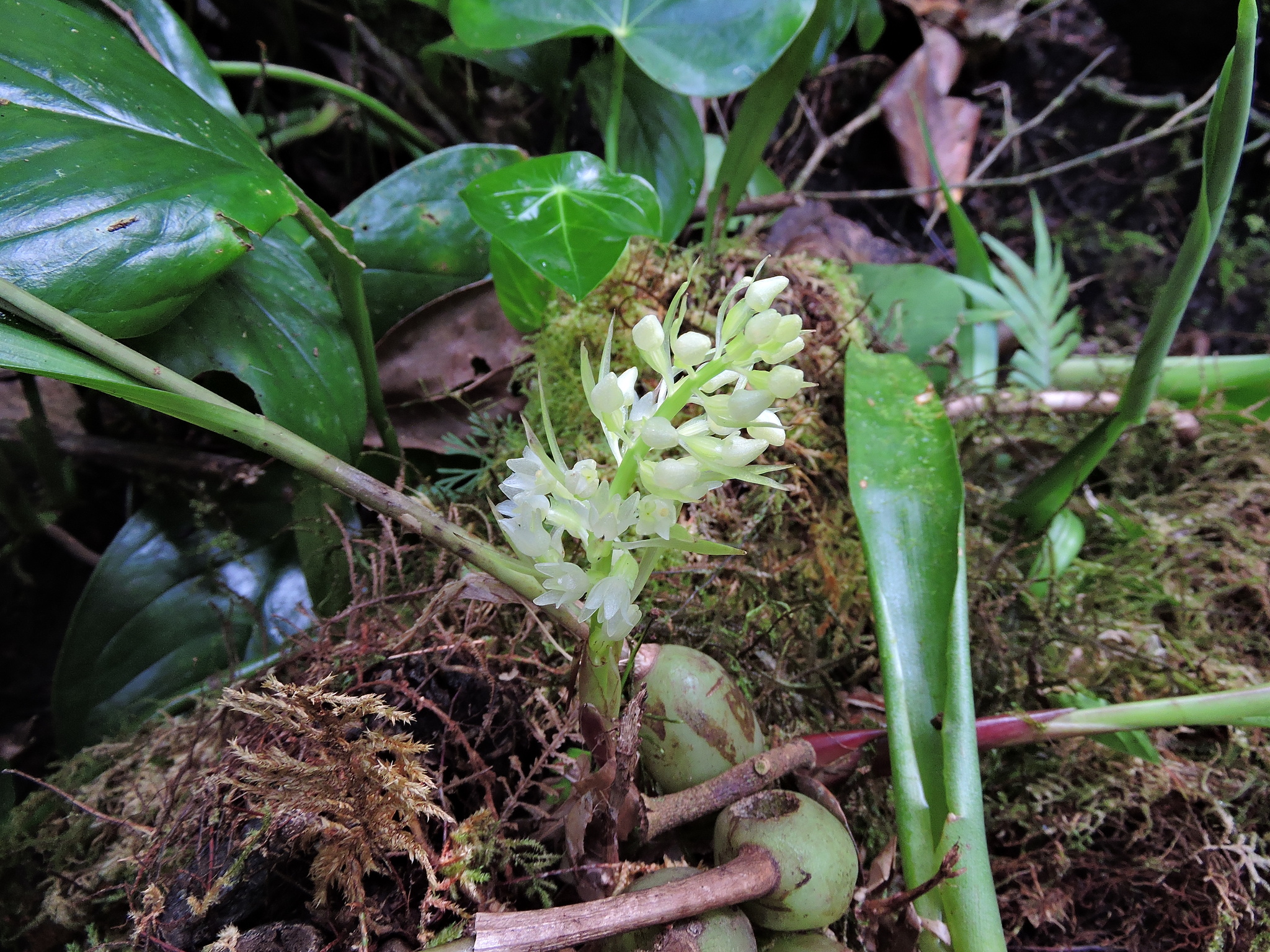 Coelia triptera