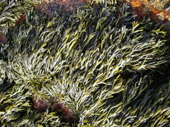 Pelvetia canaliculata