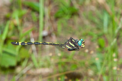 Cordulegaster obliqua