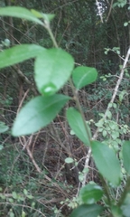 Forestiera acuminata