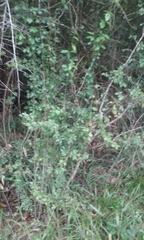 Forestiera acuminata