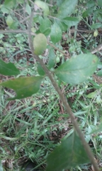 Forestiera acuminata