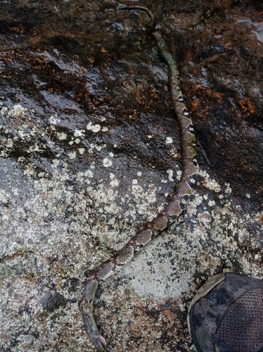 Asiatic Water Snake