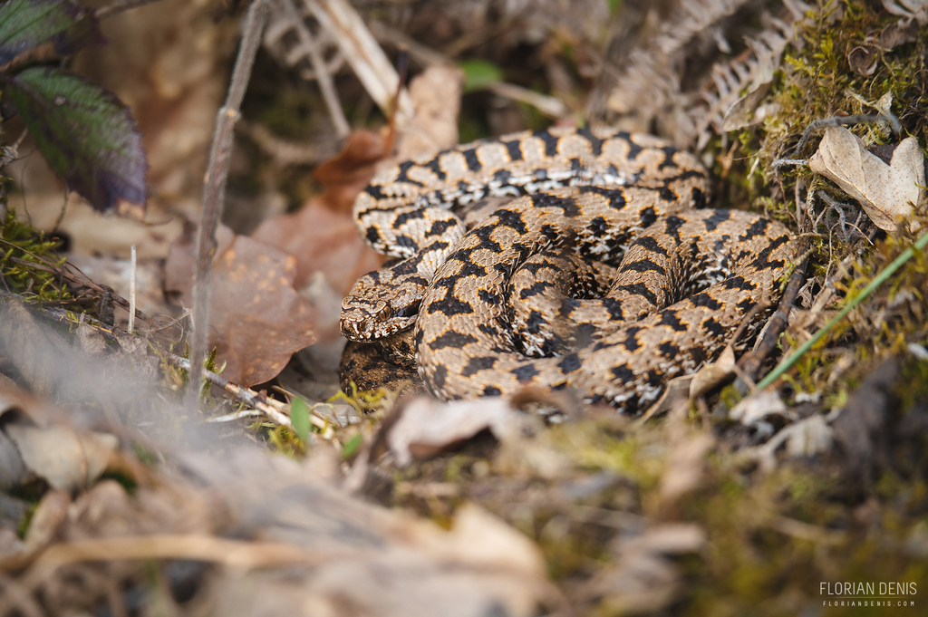 Asp Viper in March 2023 by Florian DENIS · iNaturalist