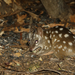 Western Quoll - Photo (c) Steve Dew, some rights reserved (CC BY-NC), uploaded by Steve Dew