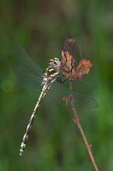 Cordulegaster obliqua