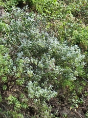 Teucrium heterophyllum image