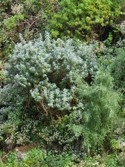 Teucrium heterophyllum image